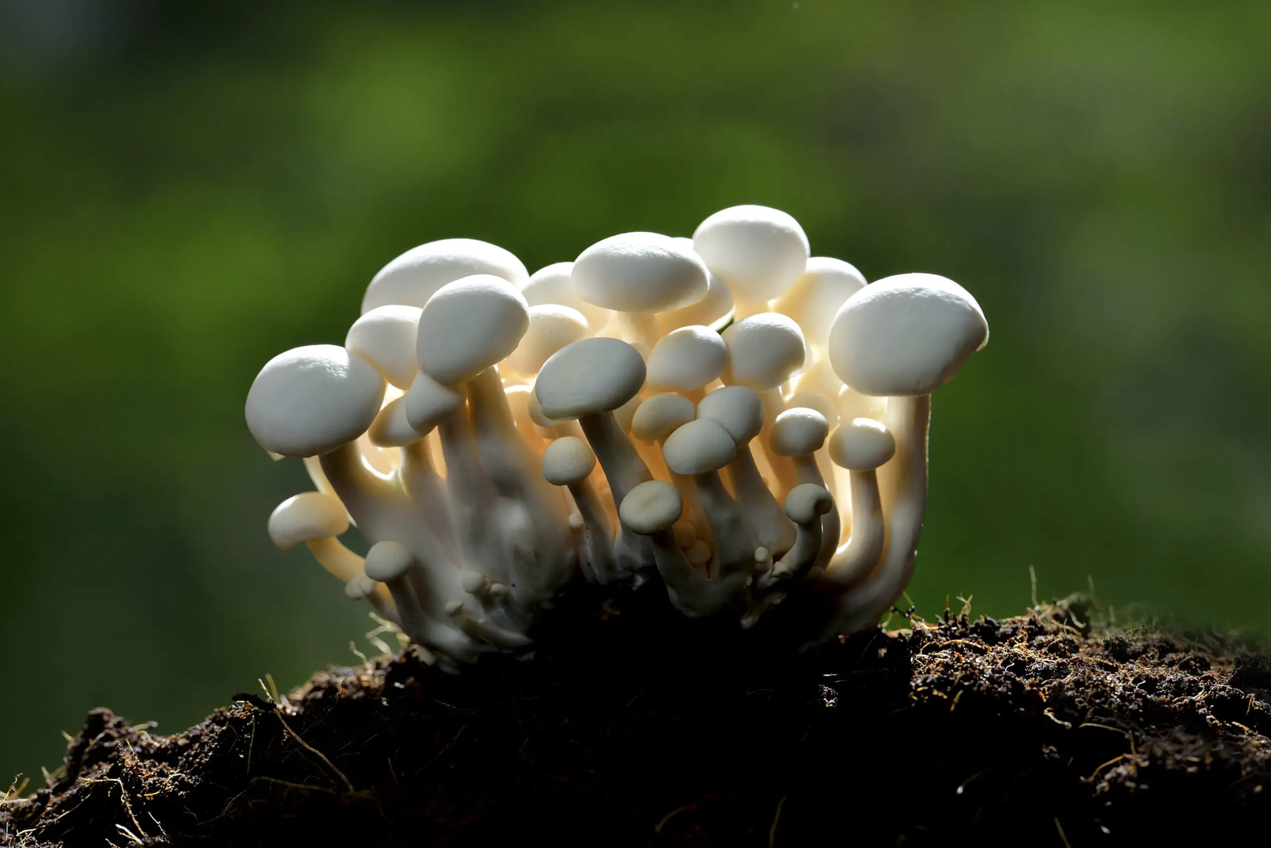 Mushrooms - 11 Plants That Don’t Like Mushroom Compost - Patricia Godwin 