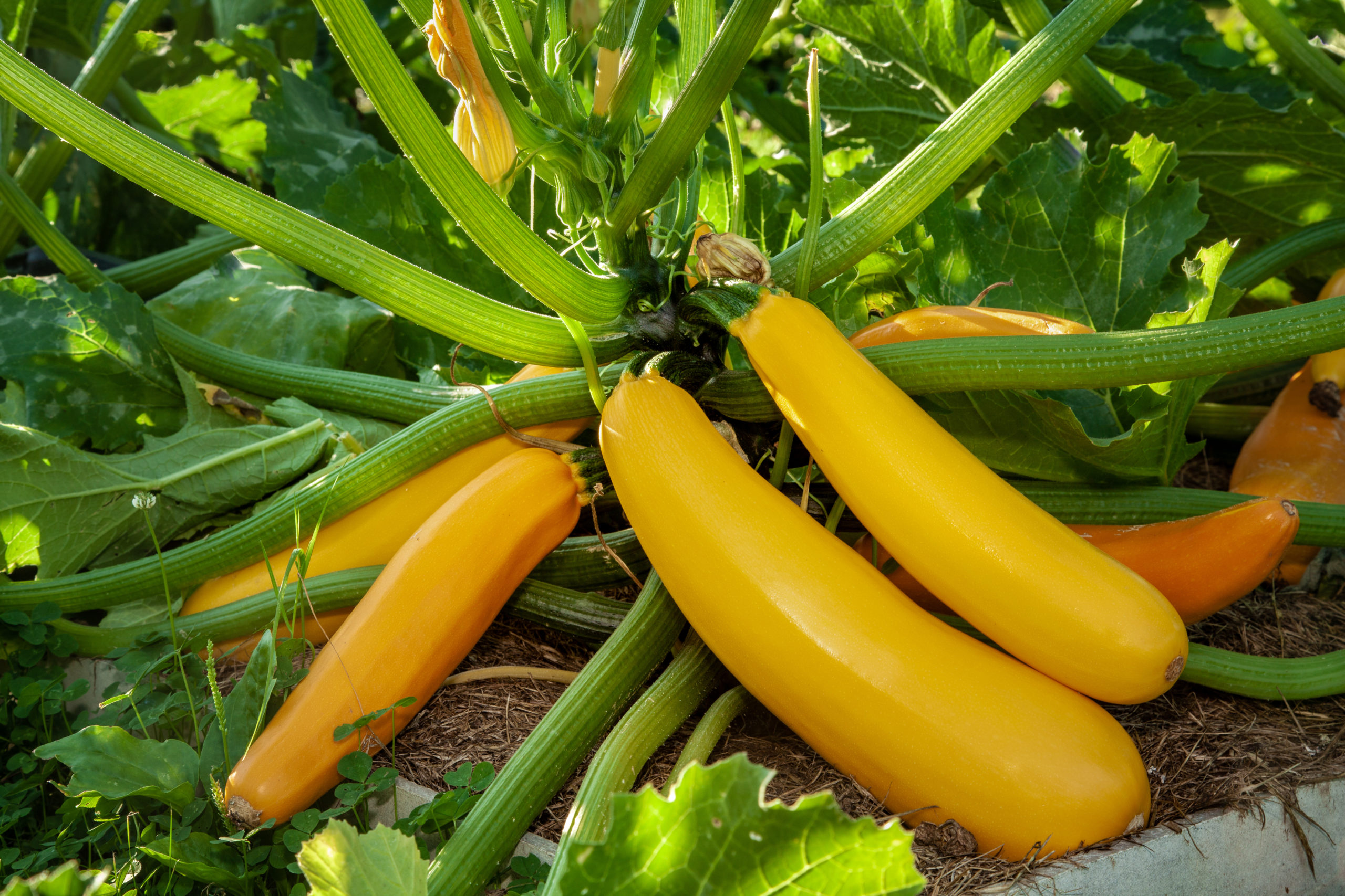 Zucchini turning yellow