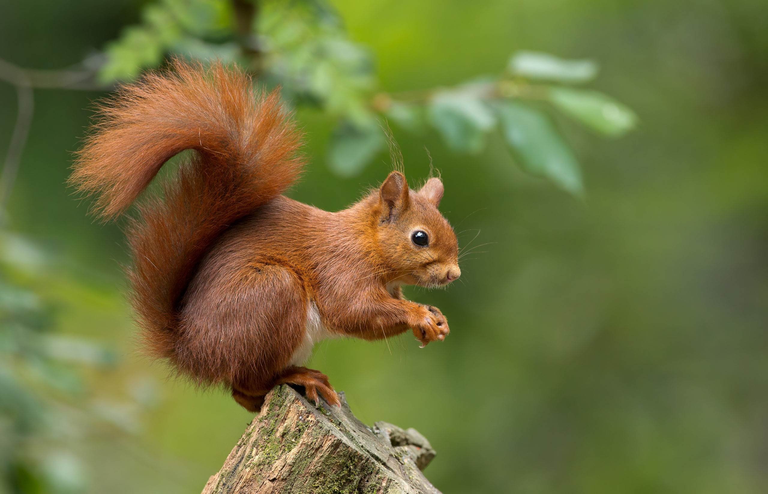 Squirrel in Garden