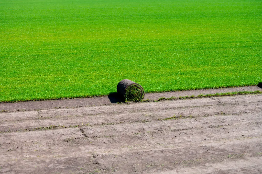 How to Plant Grass Seed on Hard Dirt – Green Garden Tribe