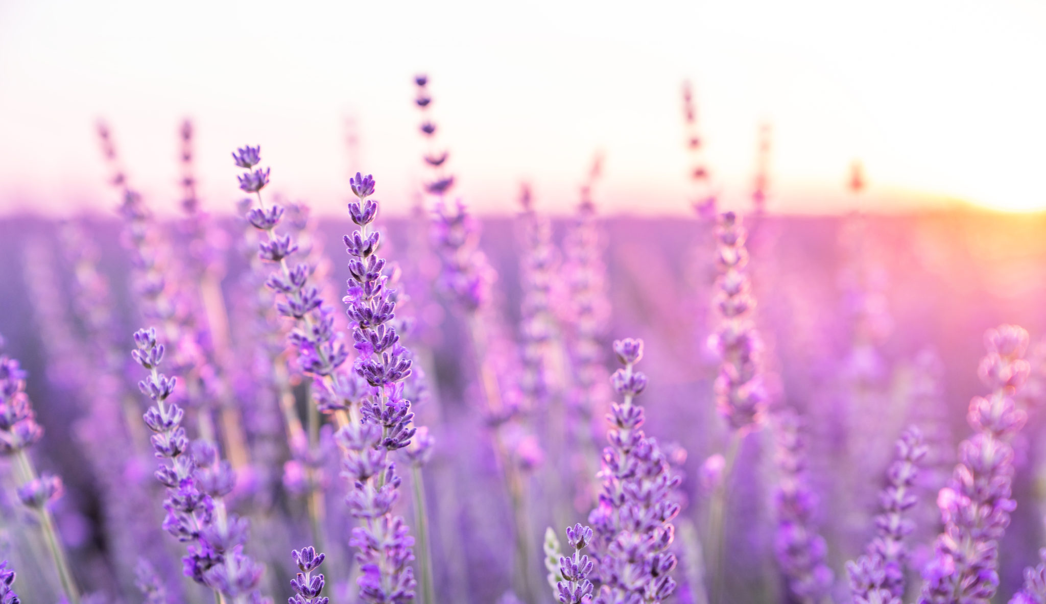 Does Lavender Bloom all Summer? (Dates and Timings) Green Garden Tribe