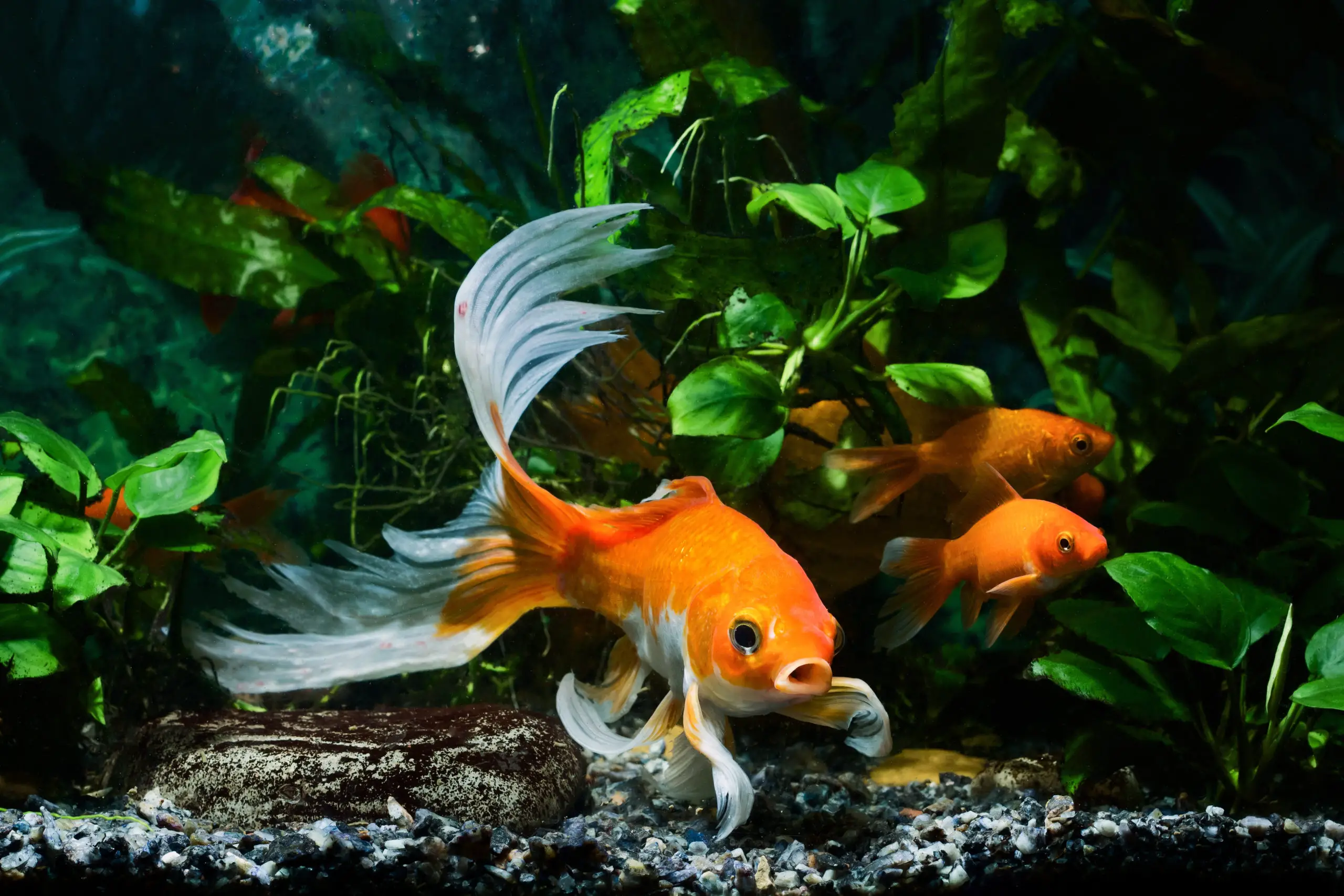 Koi, Goldfish