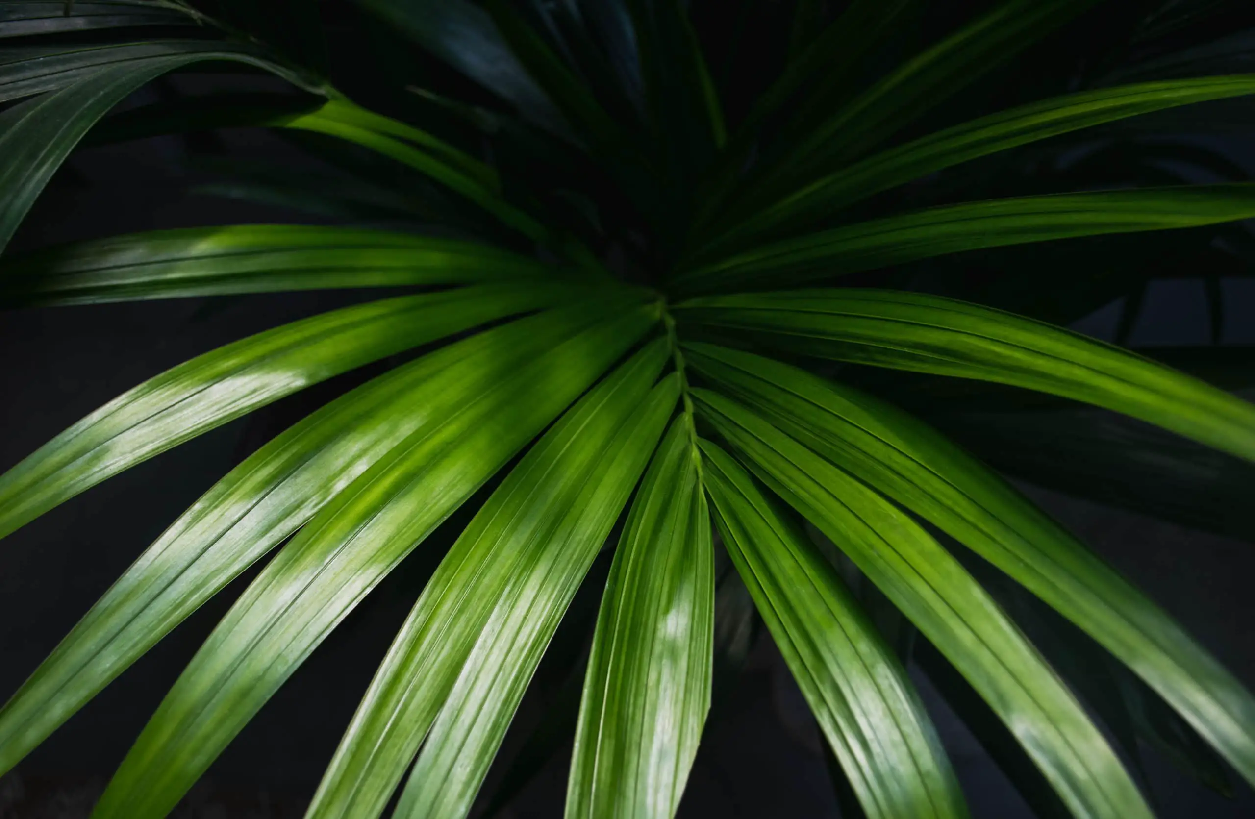 Kentia Palm Close-Up