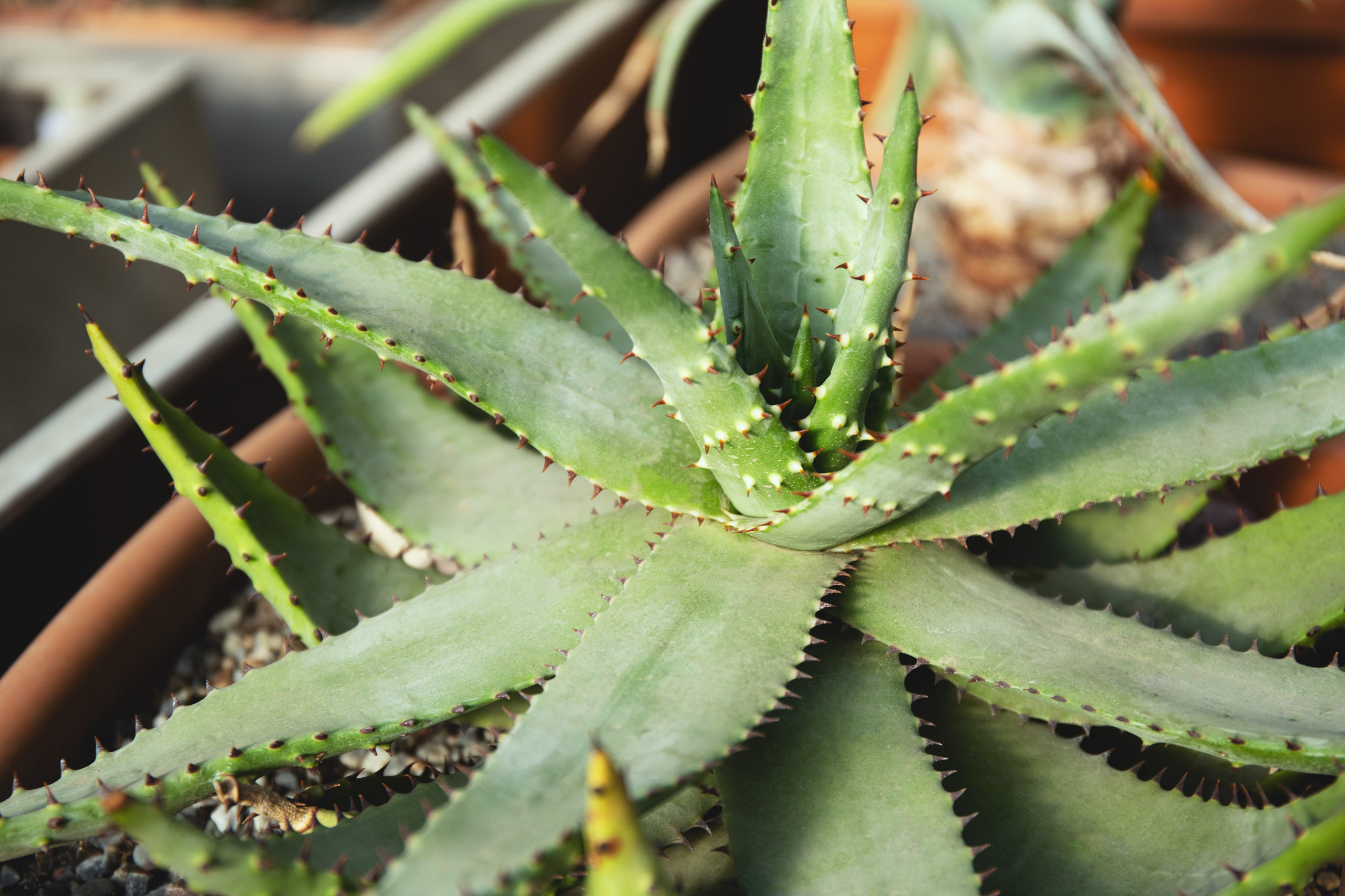 Aloe Vera - Do You Water Your Aloe Plant from the Top or Bottom?