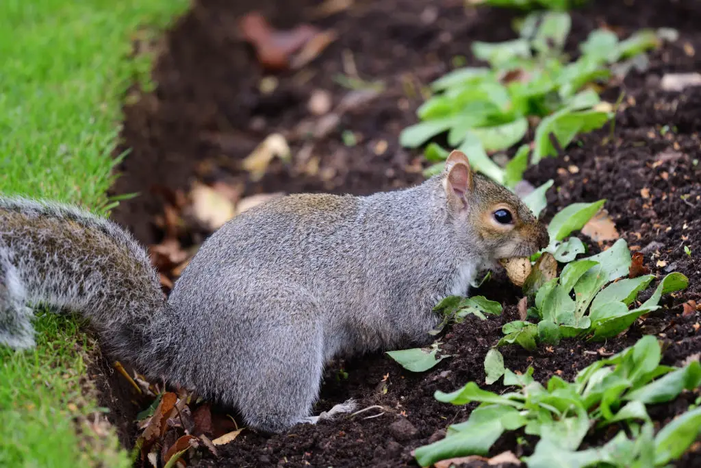How to Keep Squirrels Out of Raised Garden Beds? (Fast Solution