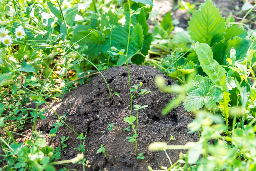 How To Kill Ants and Destroy Ant Hills Without Destroying the Grass