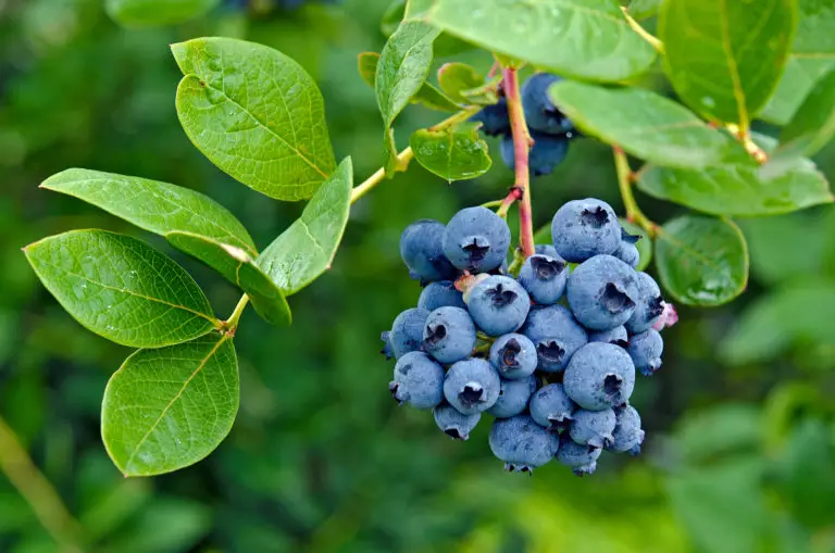 Why are Blueberry Leaves Turning Brown? (Are they Diseased?) Green