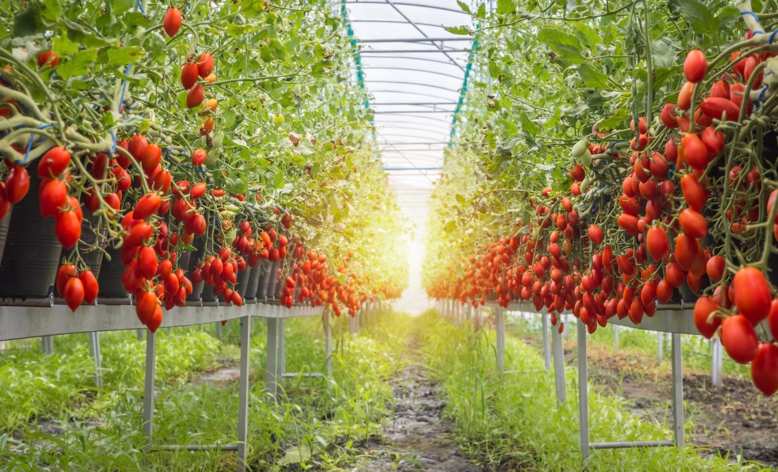 Can Tomatoes Grow in Indirect Sunlight? (What Could Go Wrong?) Green
