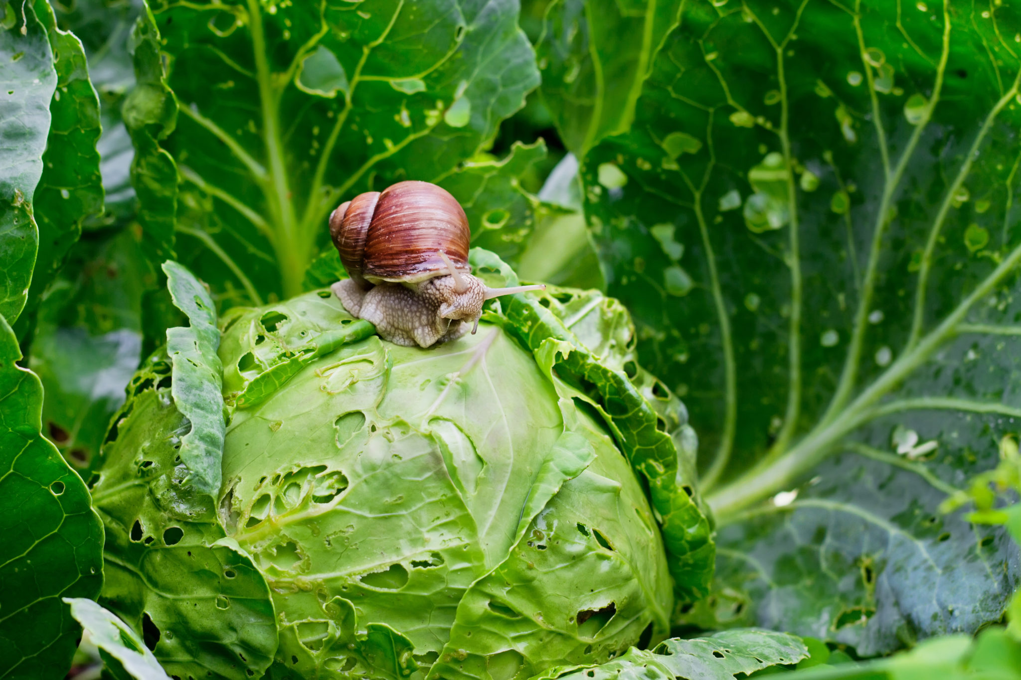 Why Do Garden Snails Come Out in the Rain and Bubble? Green Garden Tribe