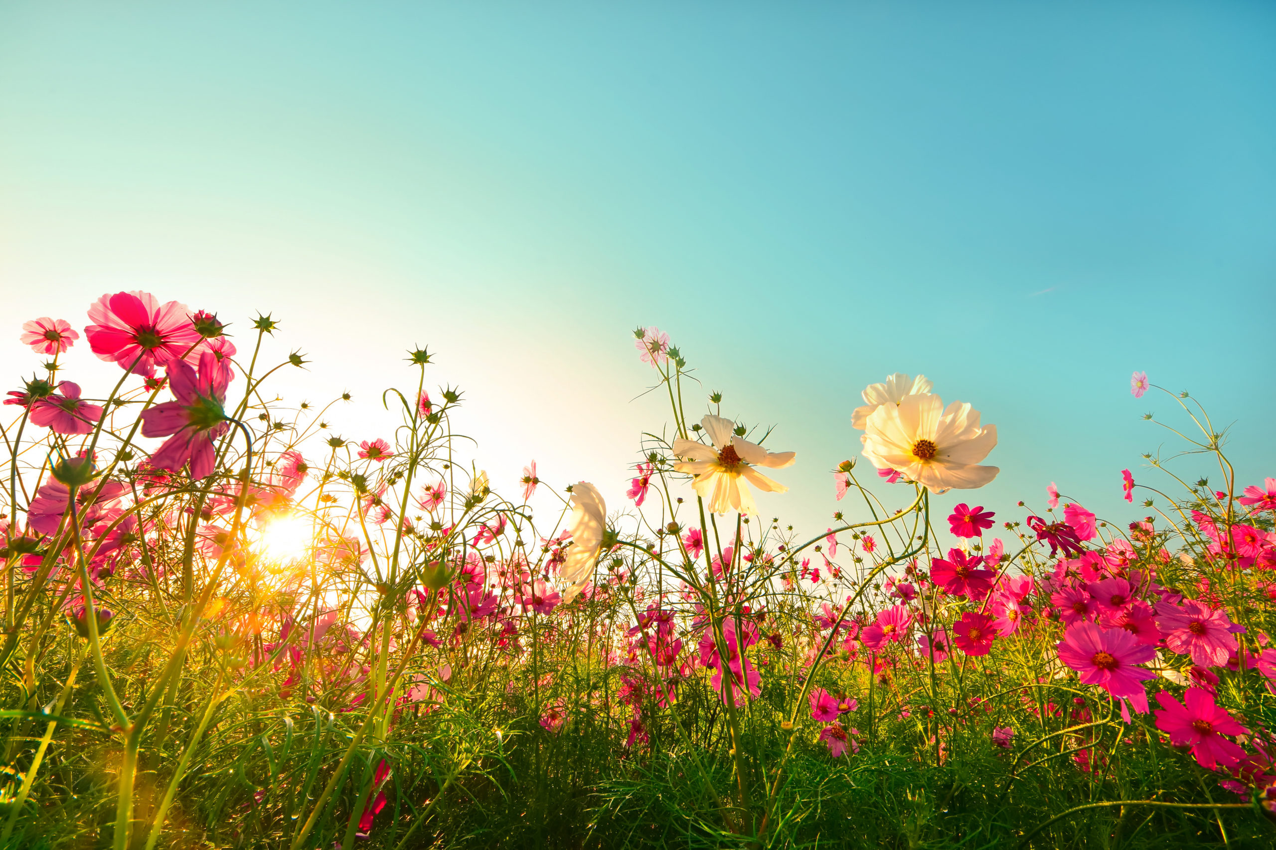 Beautiful Cosmos Flowers