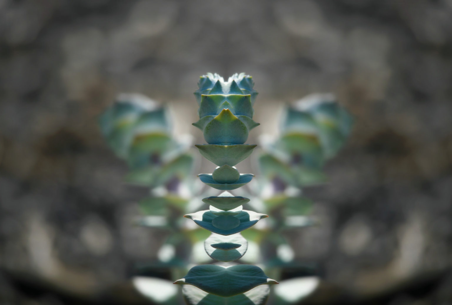 Marnier’s Kalanchoe (Marnier’s Kalanchoe) How to Plant, Grow, and Care