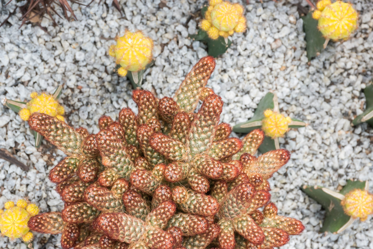 Ladyfinger Cactus (Mammillaria Elongata) Green Garden Tribe