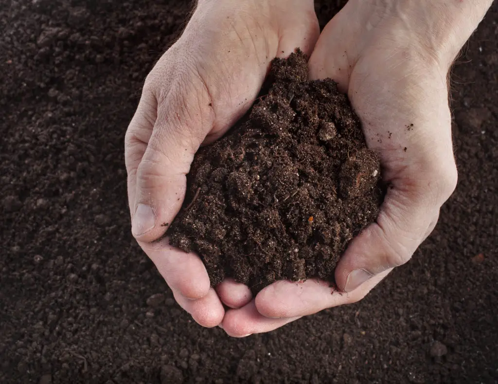 Good Soil - 21 Fortune Plants with Step by Step Care Guide - Patricia Godwin