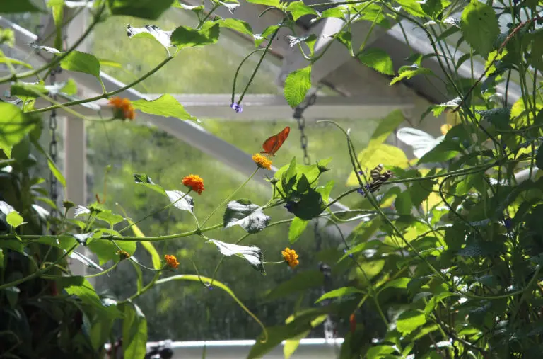 How To Raise Butterflies In A Greenhouse (Tips And Best Practices