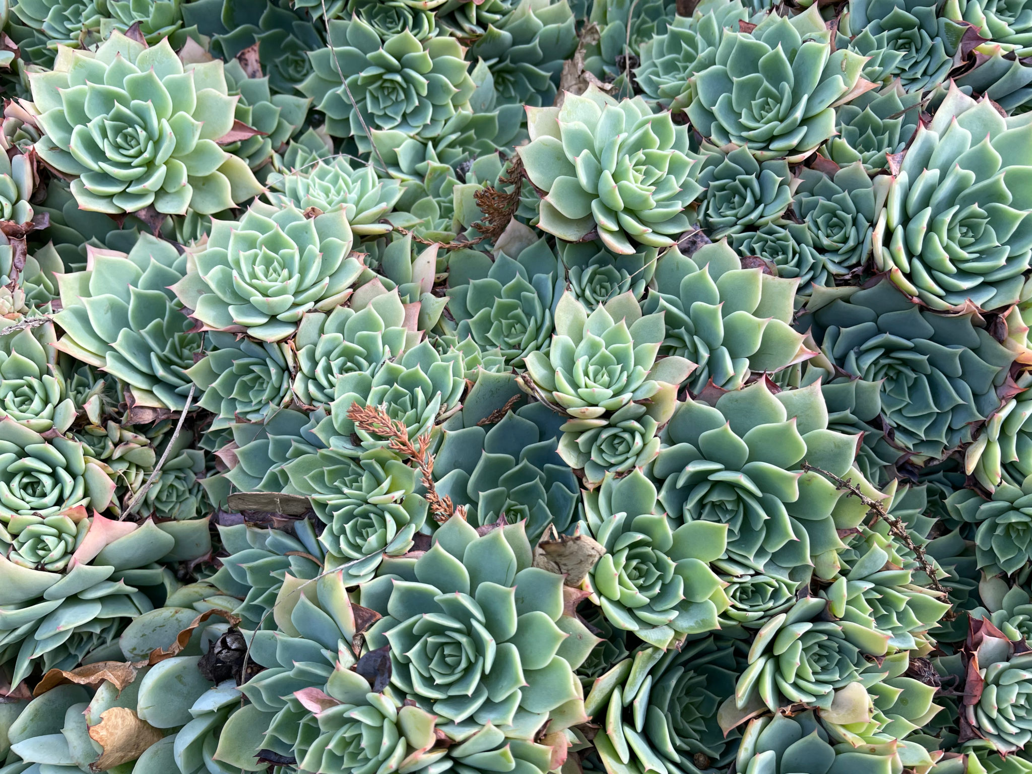 Lipstick Echeveria (Echeveria Agavoides) Green Garden Tribe