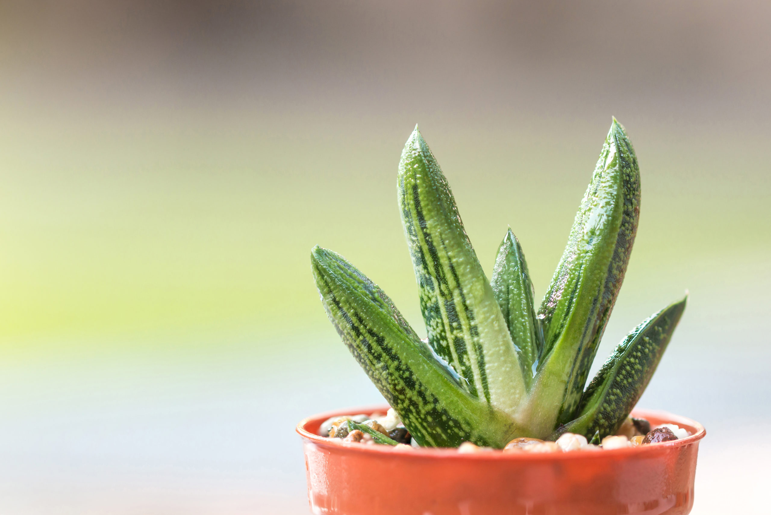 Gasteri (Little Warty) Succulent