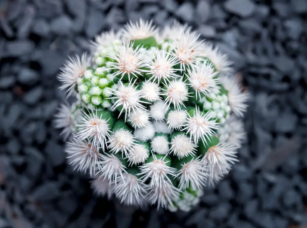 How To Grow and Care for The Thimble Cactus (Mammillaria Gracilis