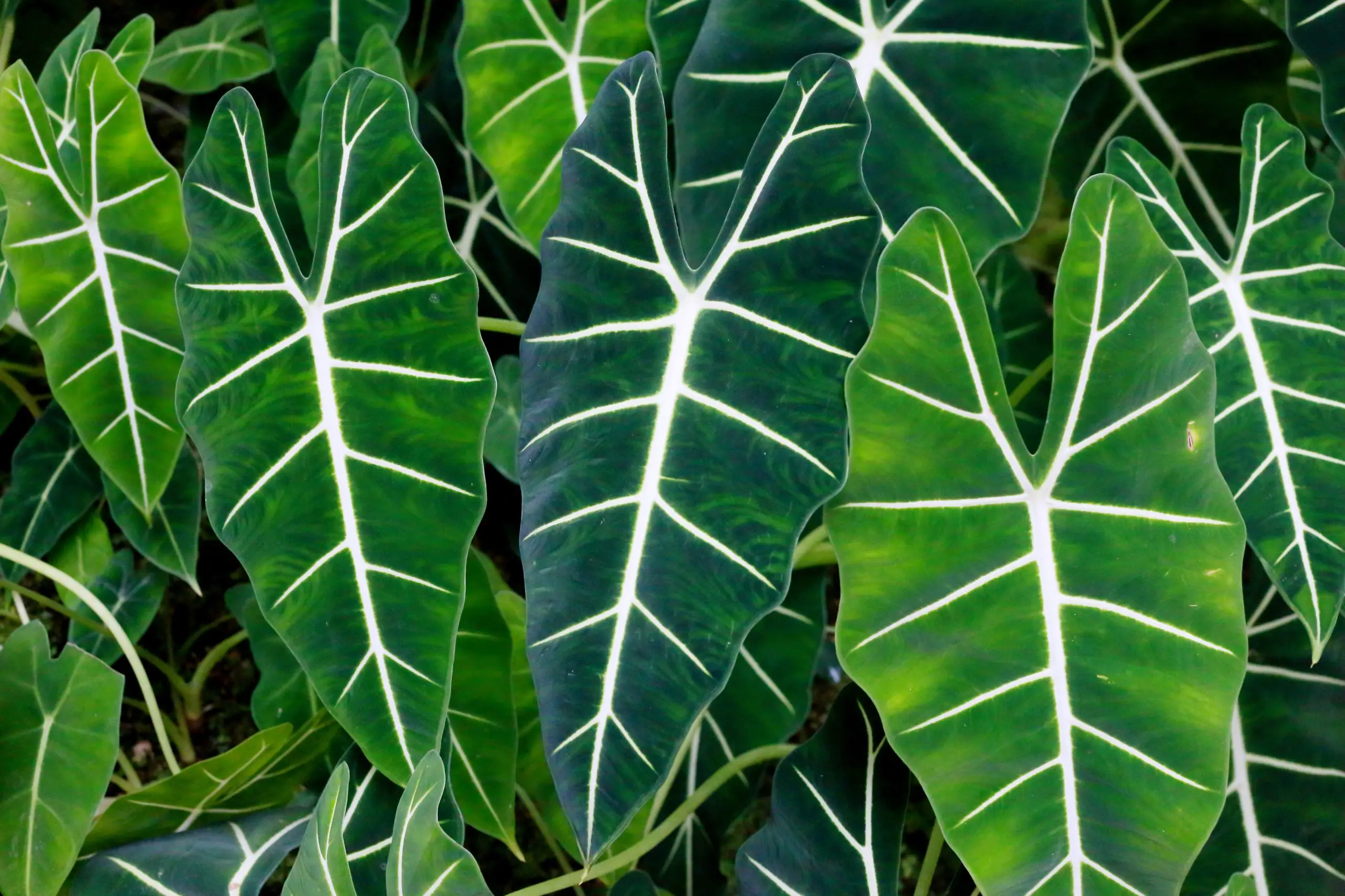 Alocasia Yellow Leaves Treatment - Plants that Looks Like Elephant Ears - Green Garden Tribe