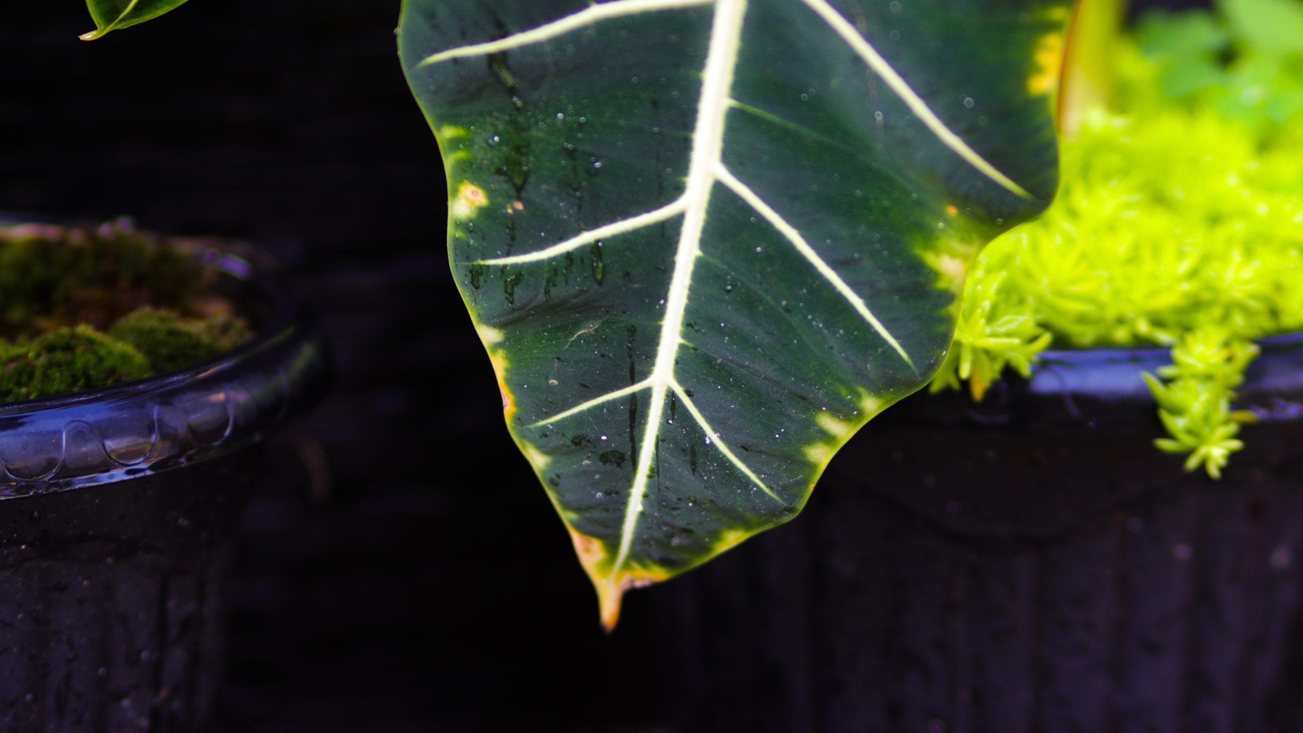 Alocasia with yellow leaves