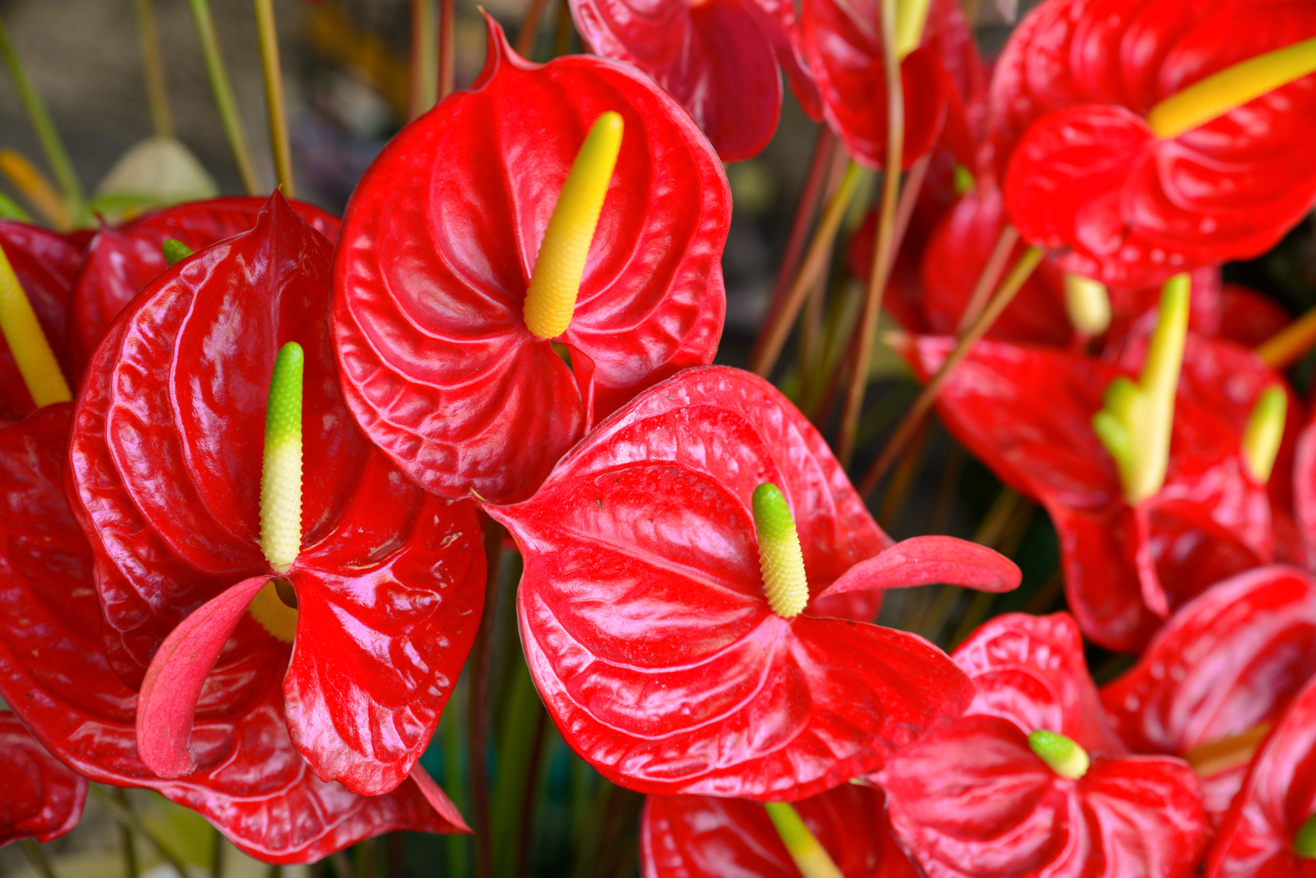 Anthurium (Anthurium Andraeanum Princess Amalia Elegance)