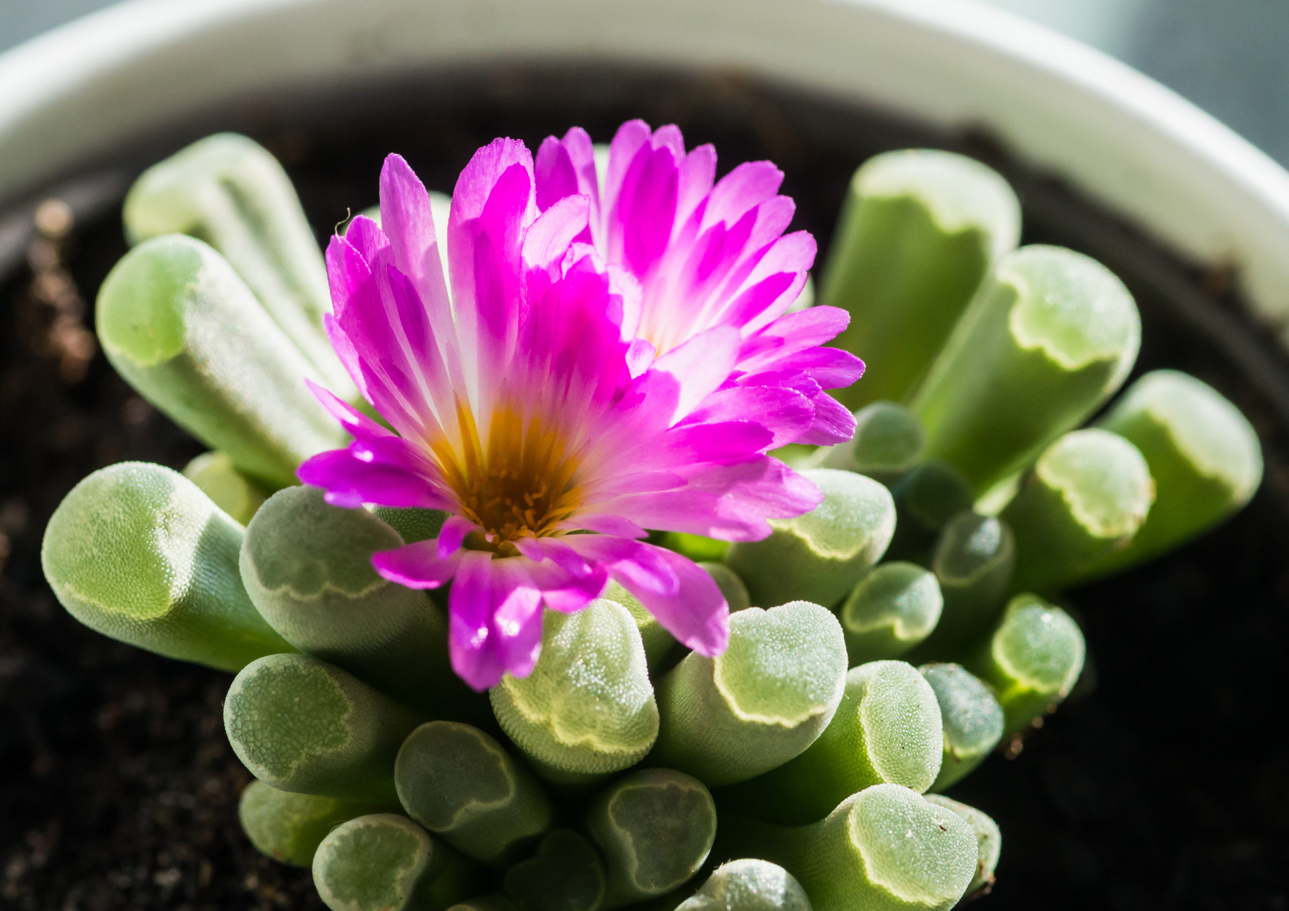 Baby Toes Succulents (Fenestraria Rhopalophylla)