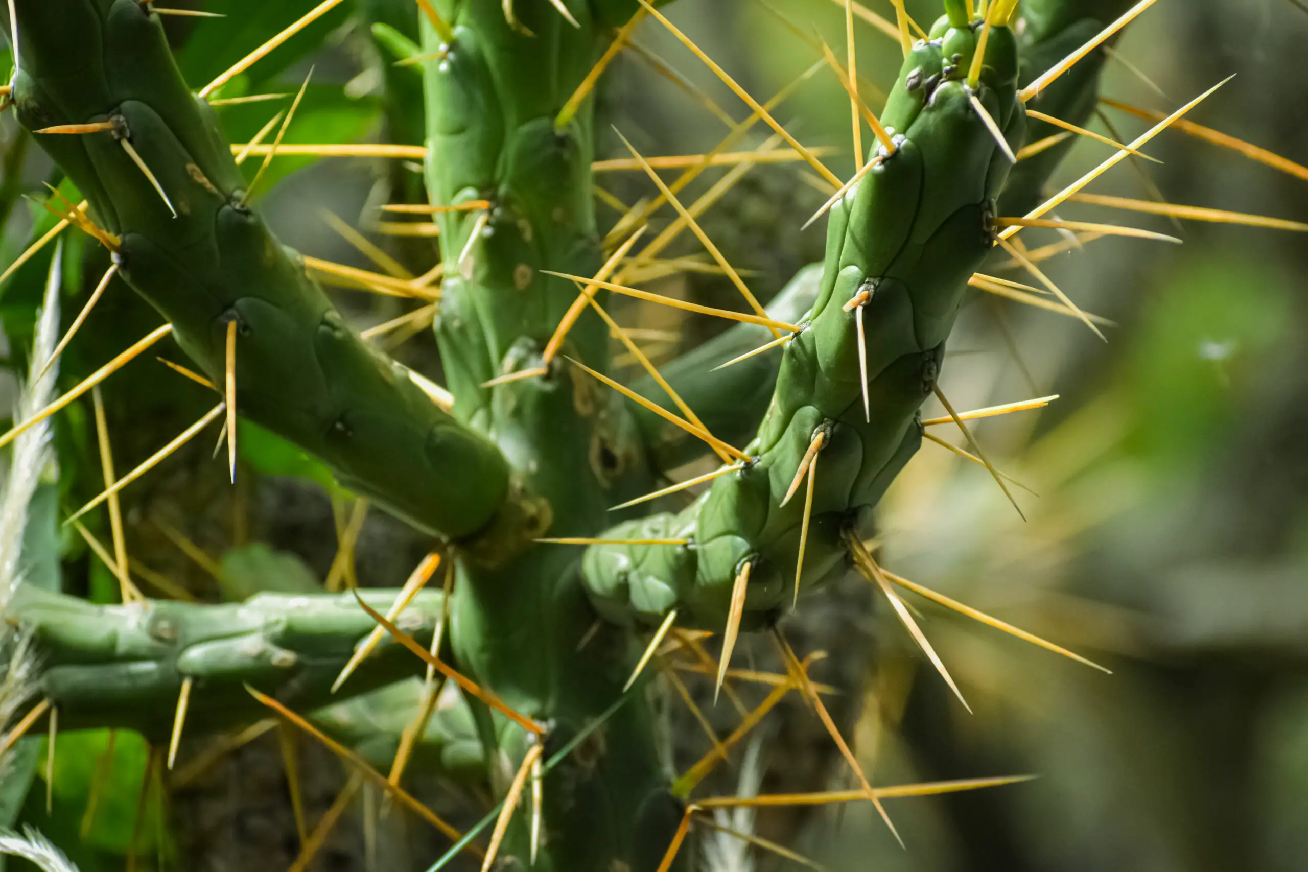21 Interesting Facts About Cactus