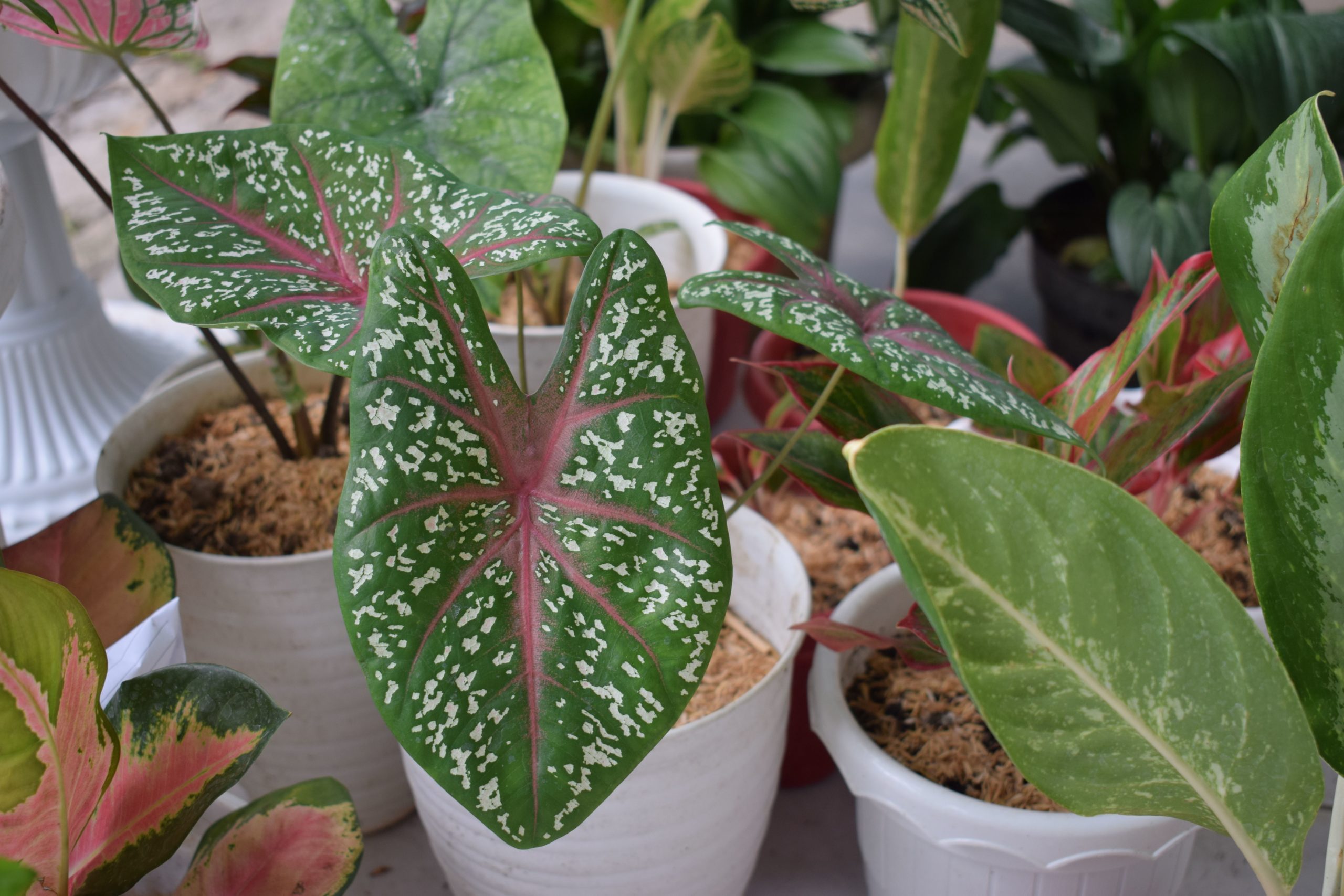 Caladium Vs Syngonium Compared