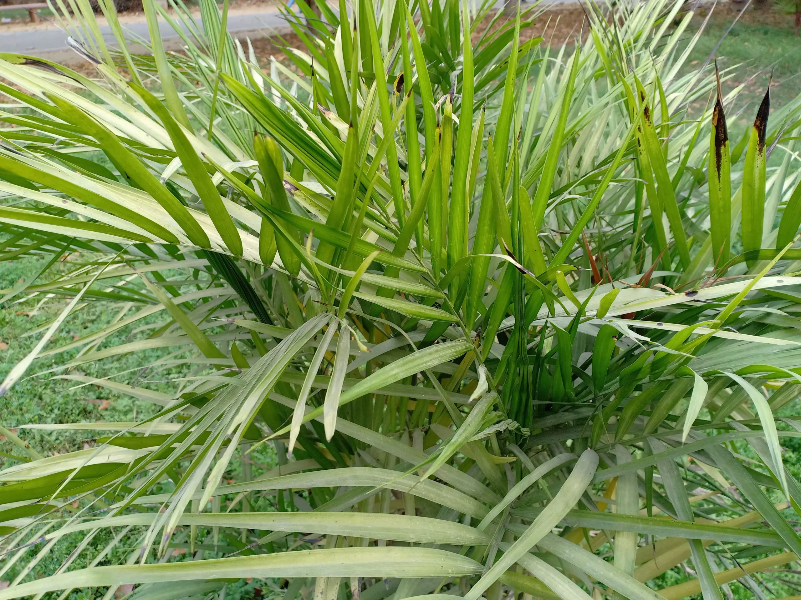 Cat Palm, Cataractarum Palm