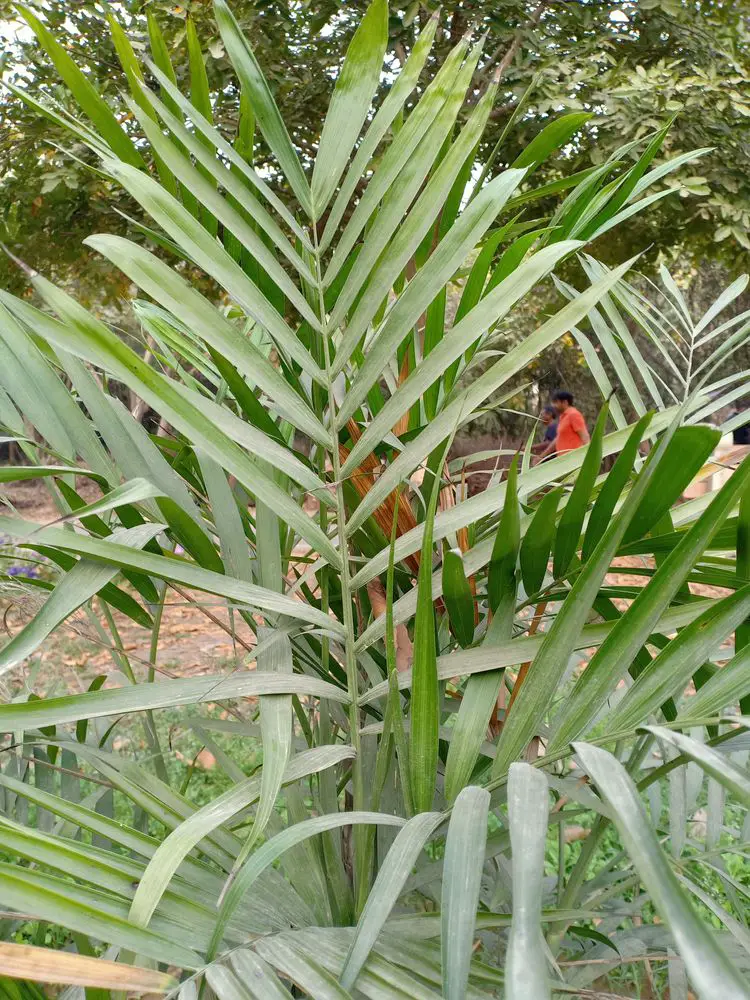 Chamaedorea cataractarum (the cat palm, cascade palm, or cataract palm)