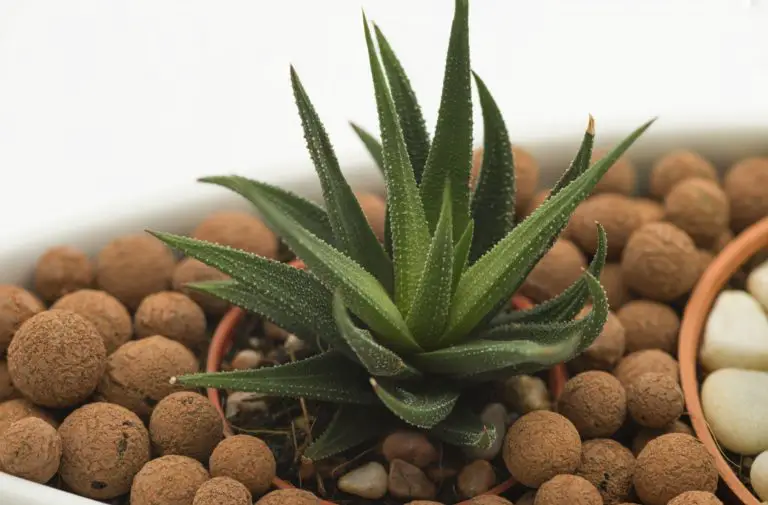 How to Use Clay Pebbles for Houseplants Green Garden Tribe