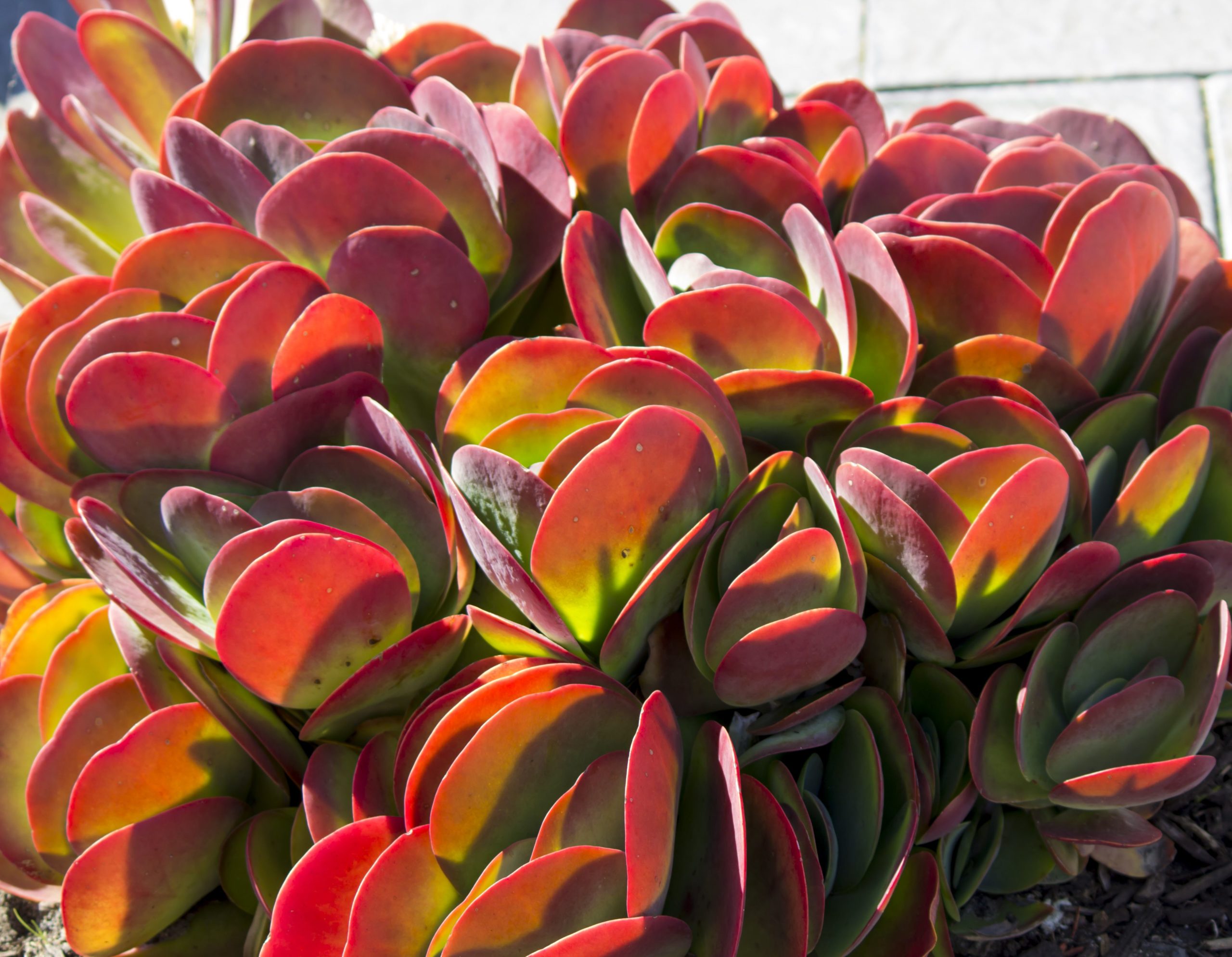 Flapjack Succulent (Kalanchoe Luciae)