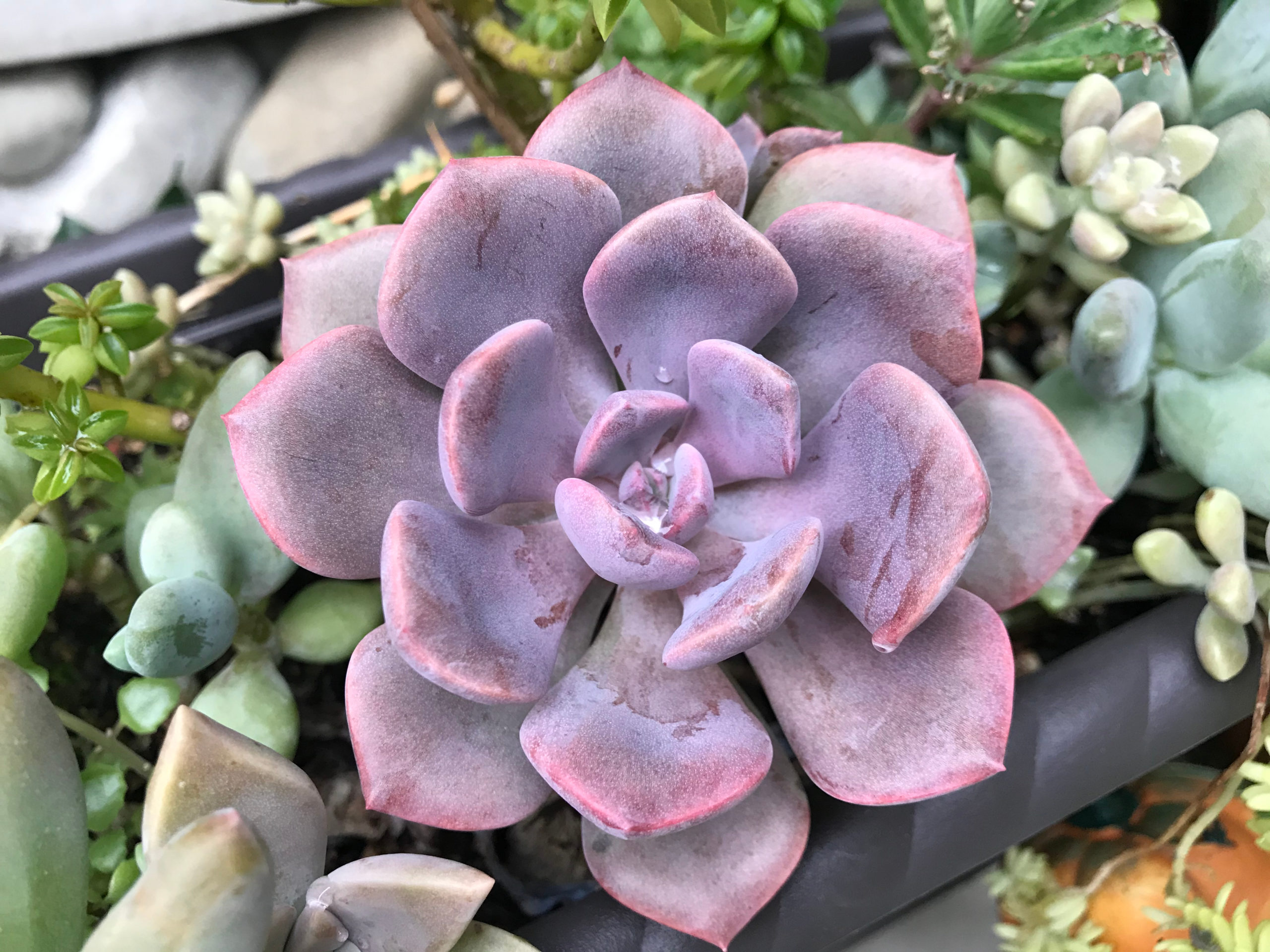 Graptoveria Debbie