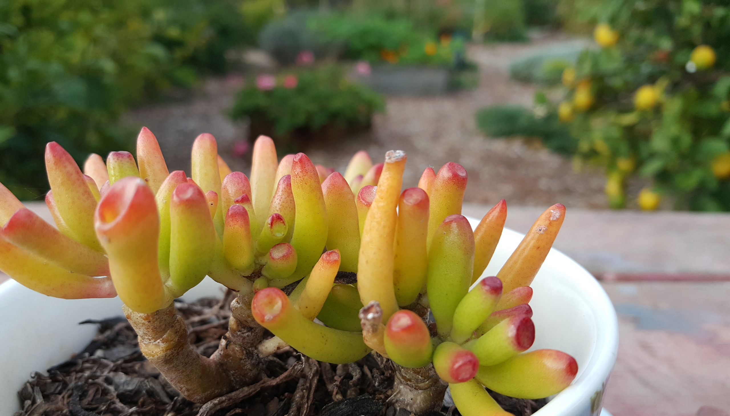 Gollum Jade Succulent (Crassula Ovata)