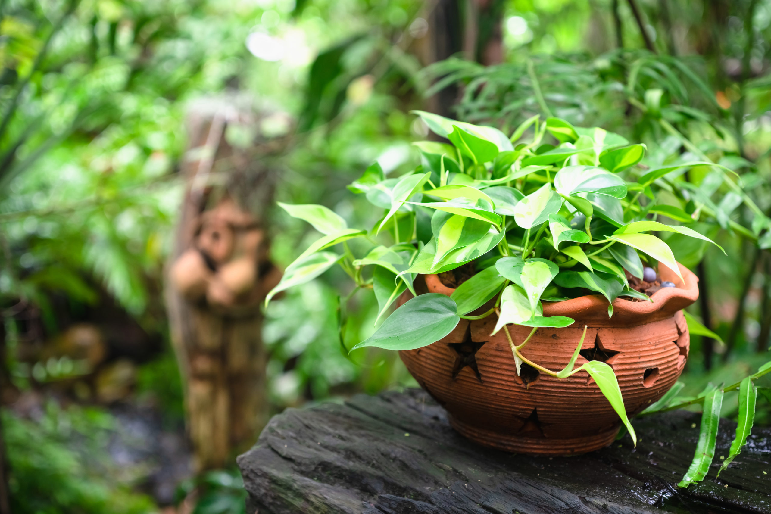 Marble Queen Vs Golden Pothos Compared