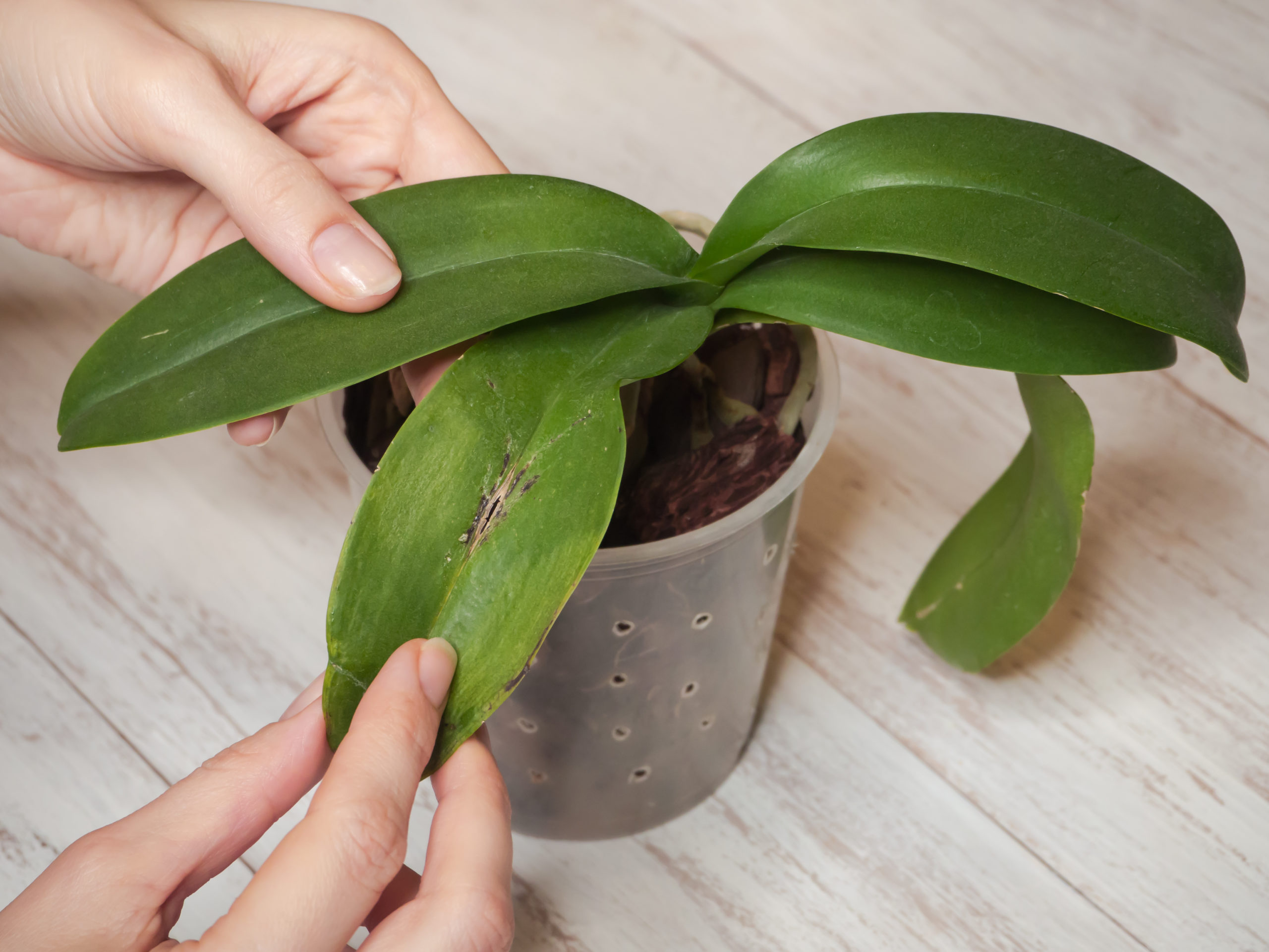 Orchid Leaves Splitting