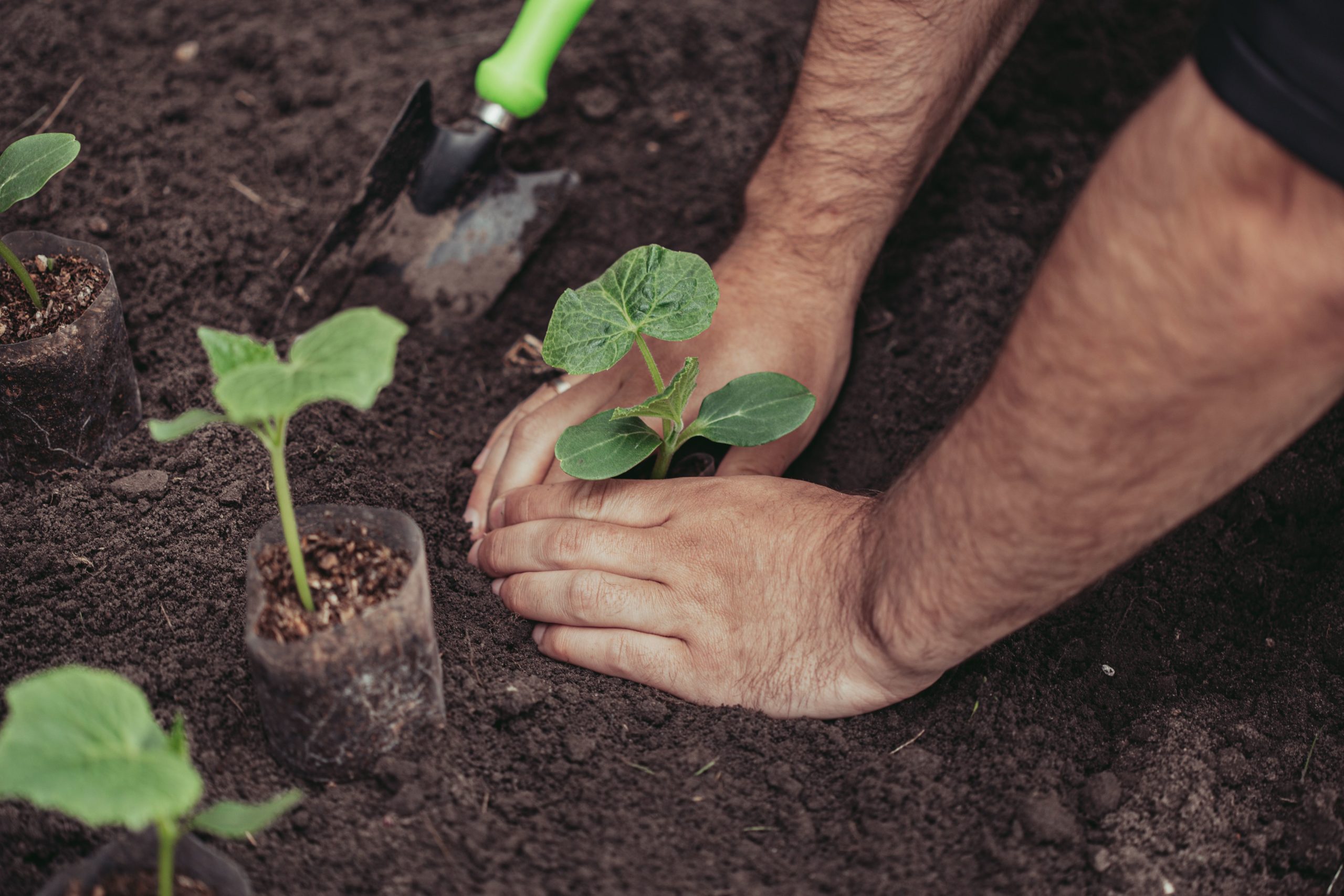 Organic Fertilizer for Cucumbers