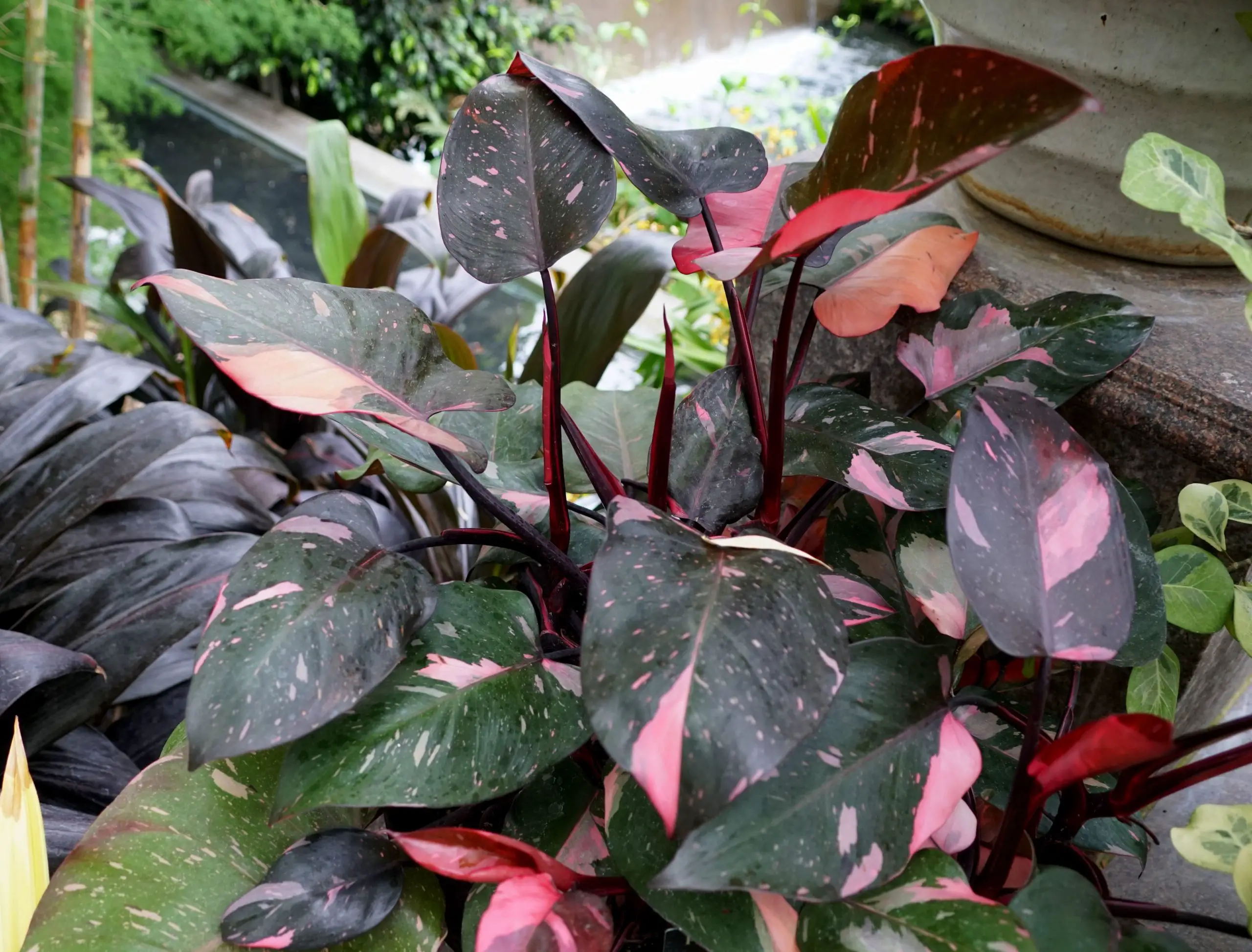 Philodendron Pink Princess Propagation Guide