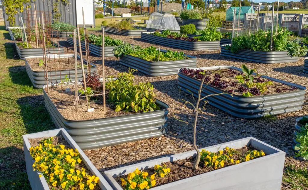 Raised Beds Growing Vegetables