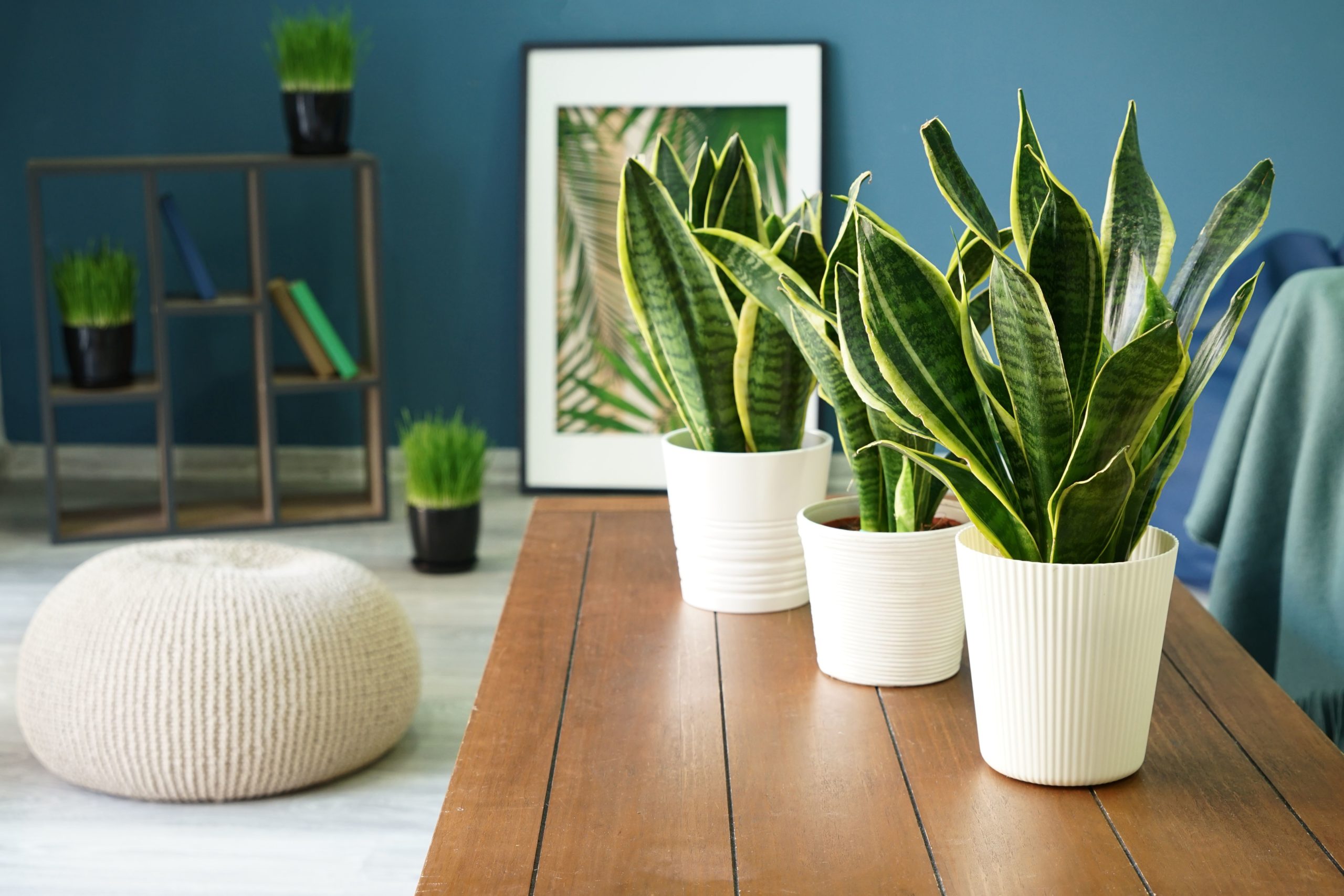 Snake Plants (or Mother in Law’s Tongue or Sansevieria)