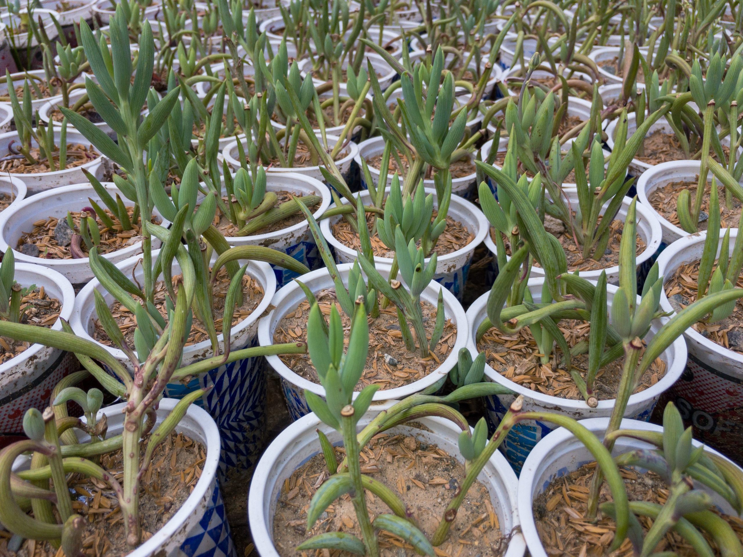 String of Bananas (Senecio Radicans)