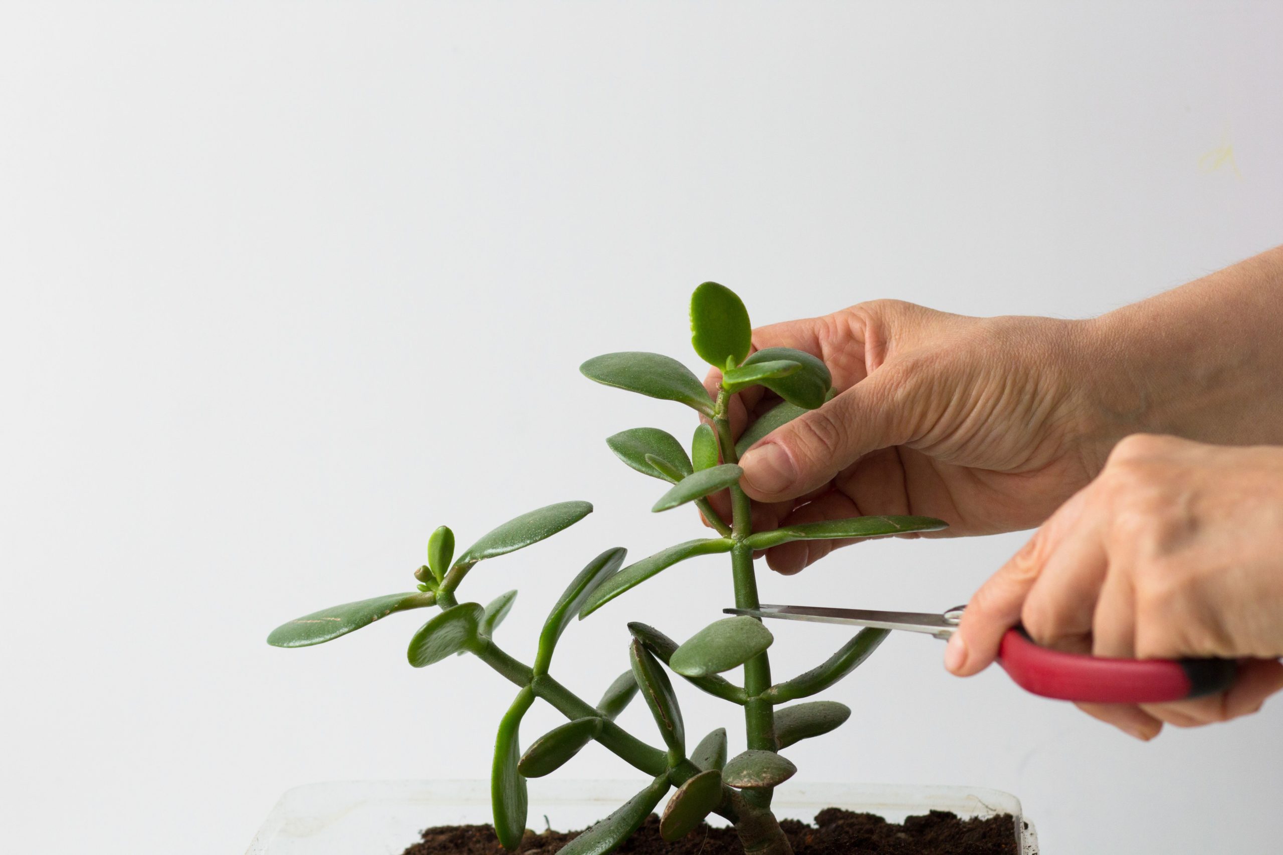 pruning succulent