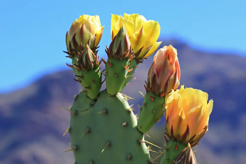 21 Interesting Facts About Cactus Green Garden Tribe