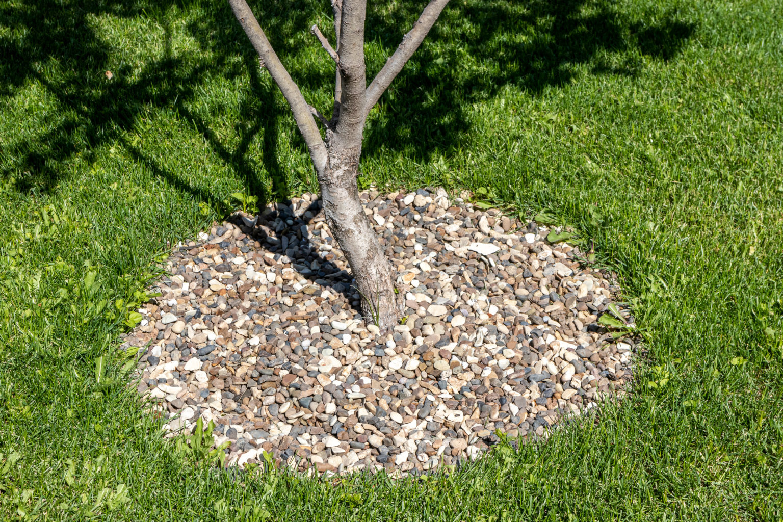 Pros and Cons of Mulching Fruit Trees You Should Know Green Garden Tribe