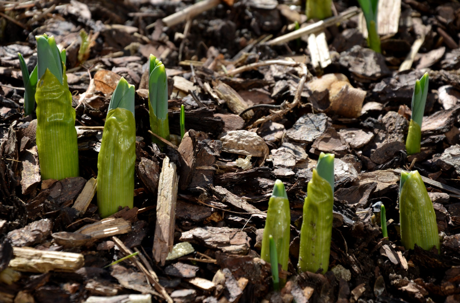 Will Bulbs Grow through Mulch? Green Garden Tribe