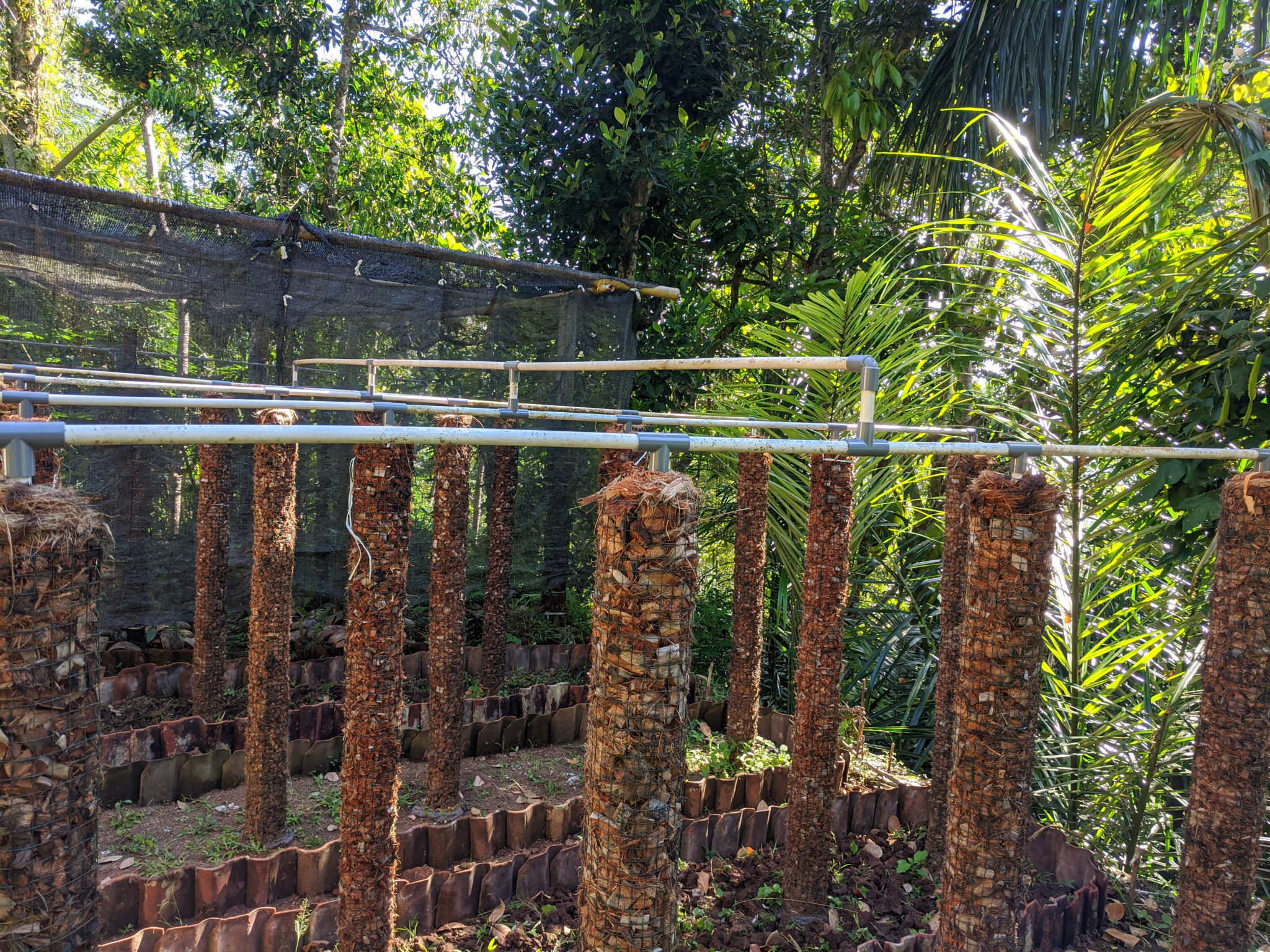 Coir Pole vs Moss Pole Which is Better? Green Garden Tribe