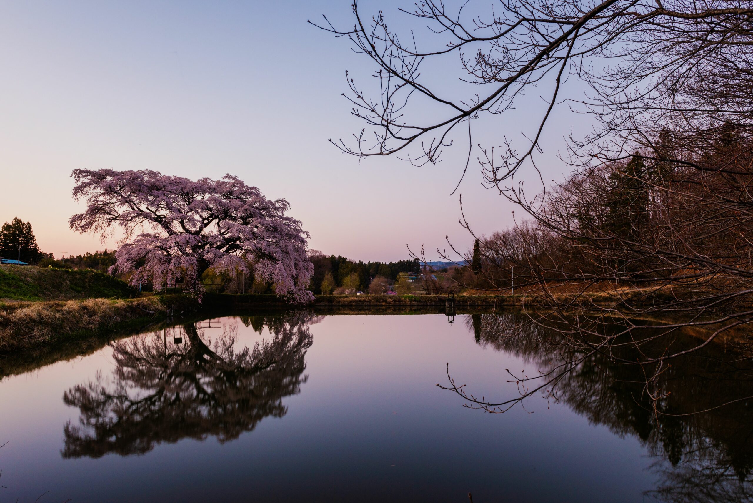 weeping cherry tree