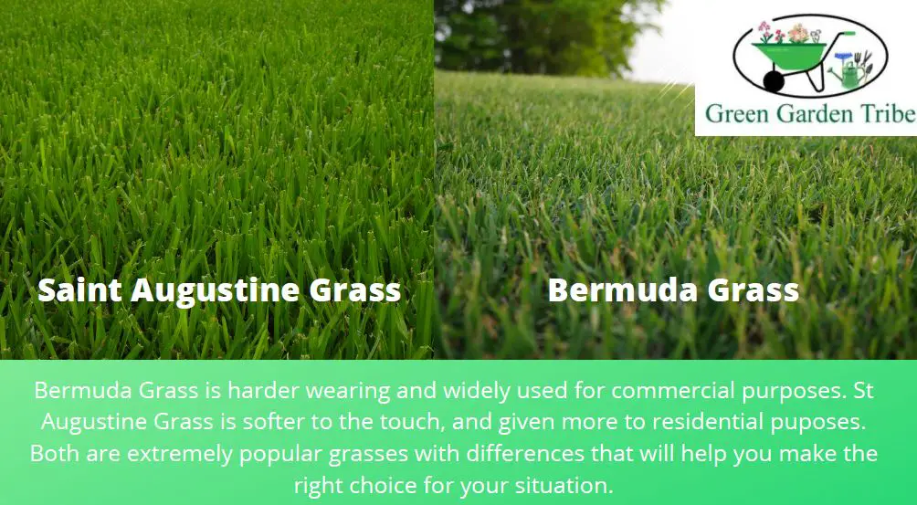Bermuda Grass vs St Augustine Grass