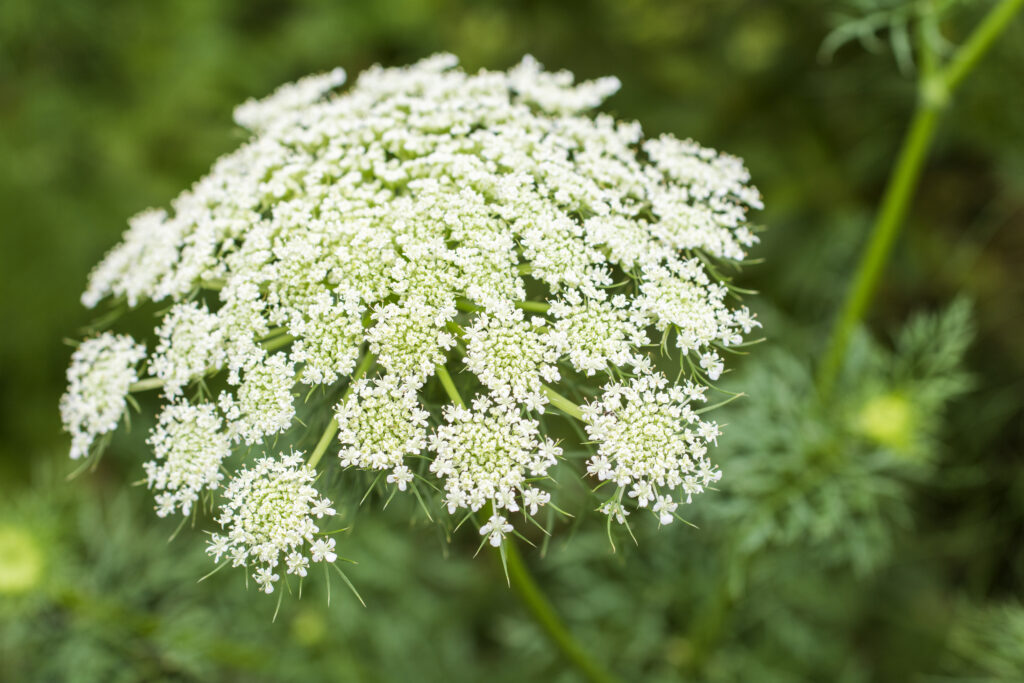Are Carrot Flowers Edible? Green Garden Tribe