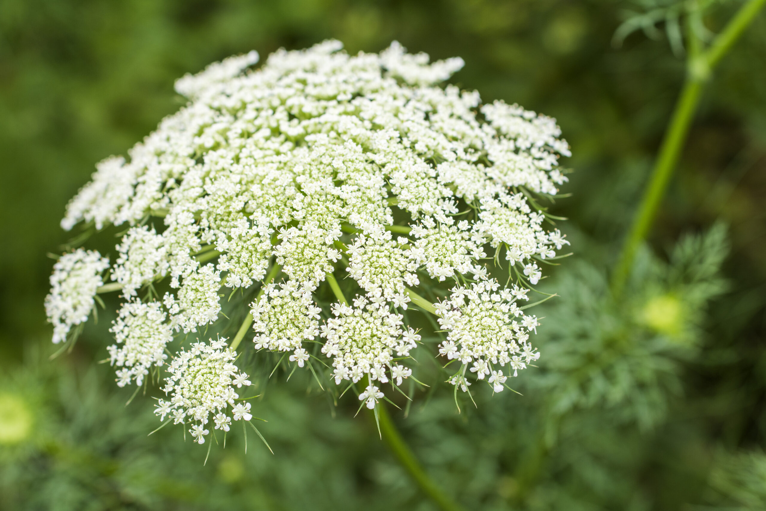 Carrot Flowers