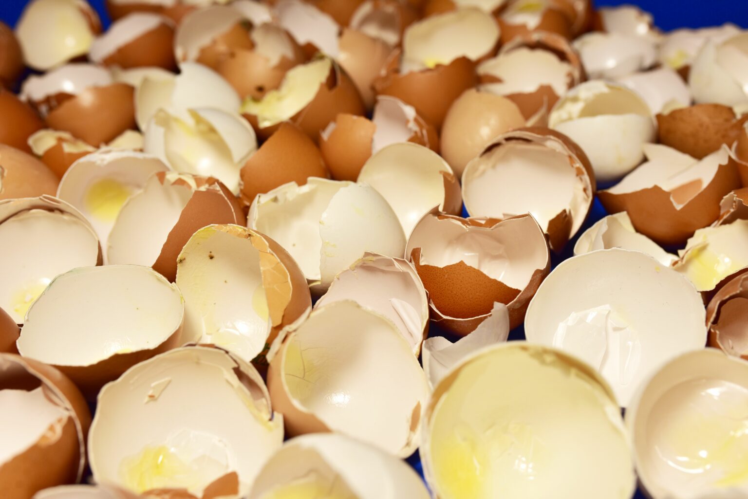 Are Egg Shells Good for Potted Plants? Green Garden Tribe